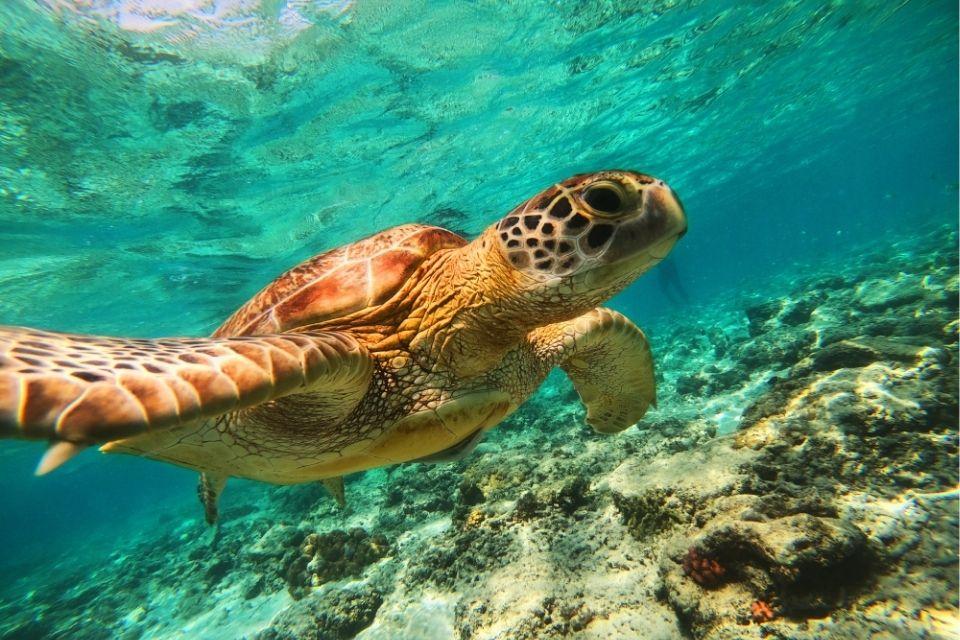 Groene zeeschildpad, Gili Eilanden