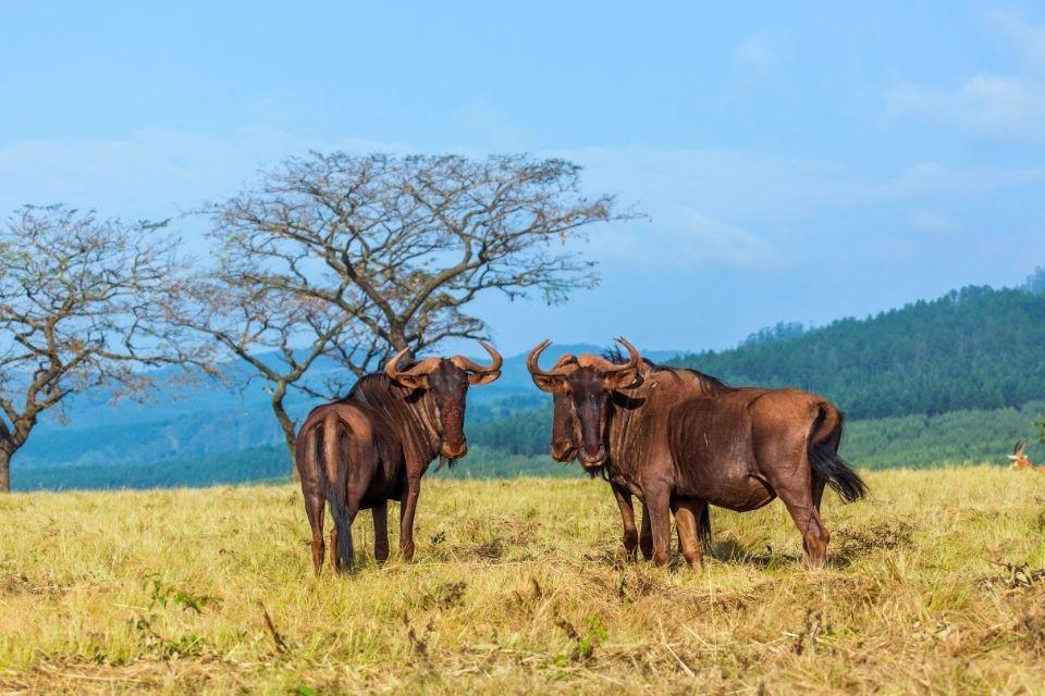 Gnoes in Mlilwane National Park Zuid-Afrika