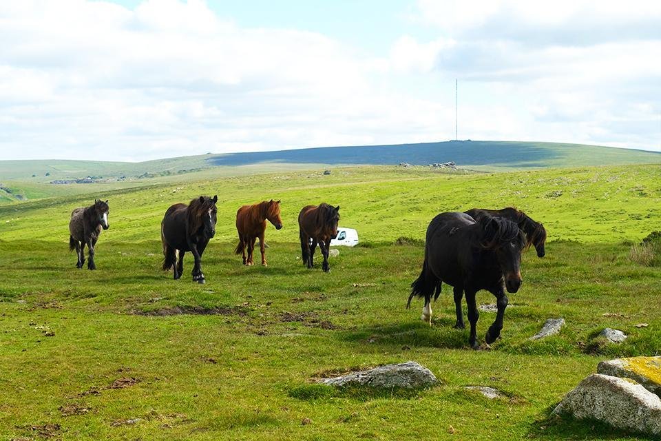 Dartmoor National Park Groot-Brittannië