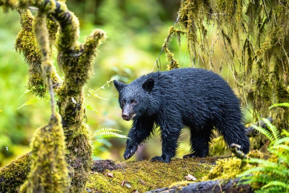 Zwarte beer op Vancouver Island Canada