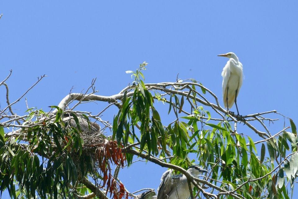 Kleine zilverreigers in Tra Su Cajuput Forest, Vietnam