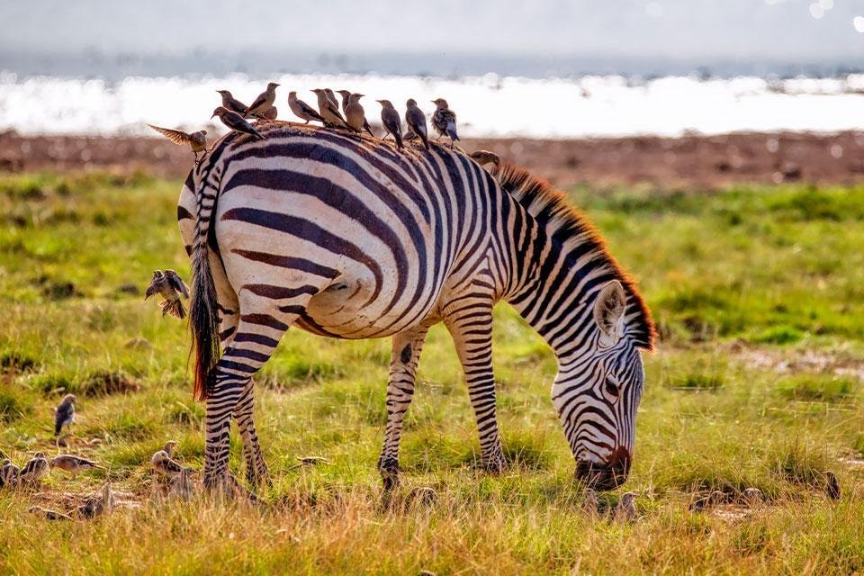 Zebra in Amboseli NP, Kenia Zebra in Amboseli NP, Kenia