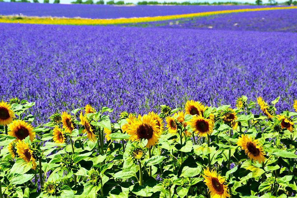 De Provence, Frankrijk