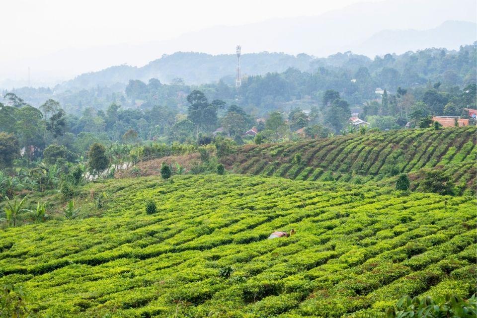 Theeplantage rond de De Tangkuban Prahu-vulkaan, Java, Indonesië
