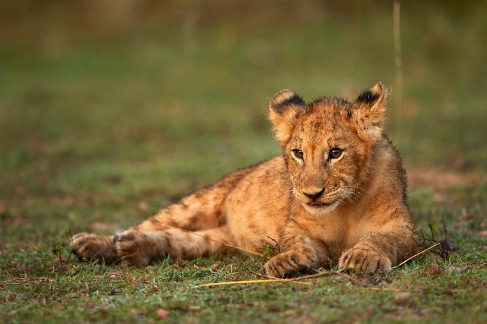 Leeuwenwelp in Masai Mara, Kenia