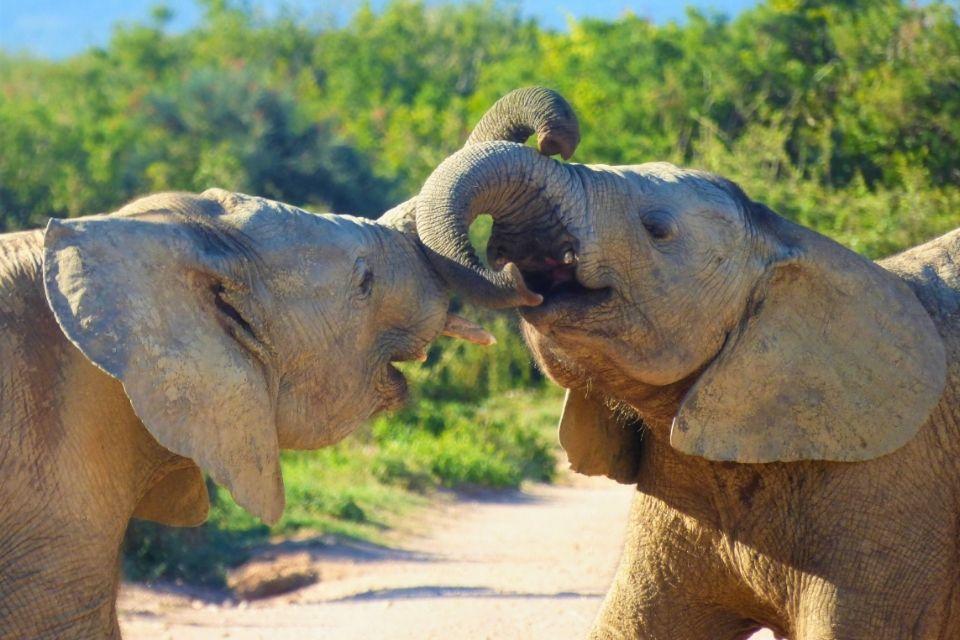 Jonge olifanten in Addo National Park Zuid-Afrika