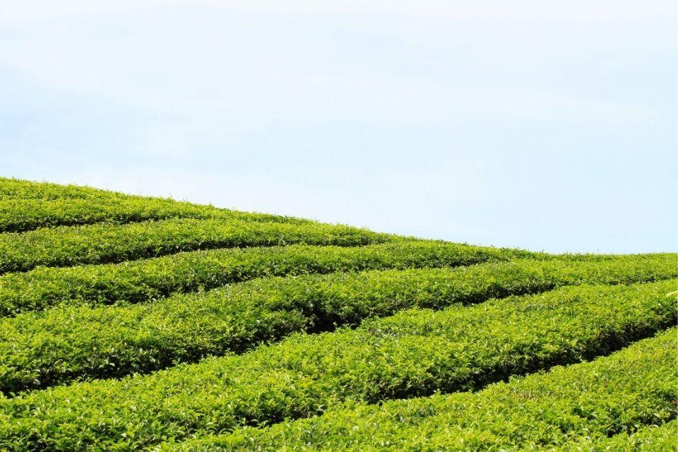 Theeplantage op Noord-Sumatra, Indonesië