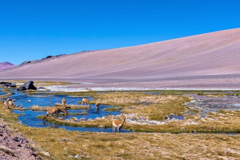 Paso de Jama  in de Andes Argentinië