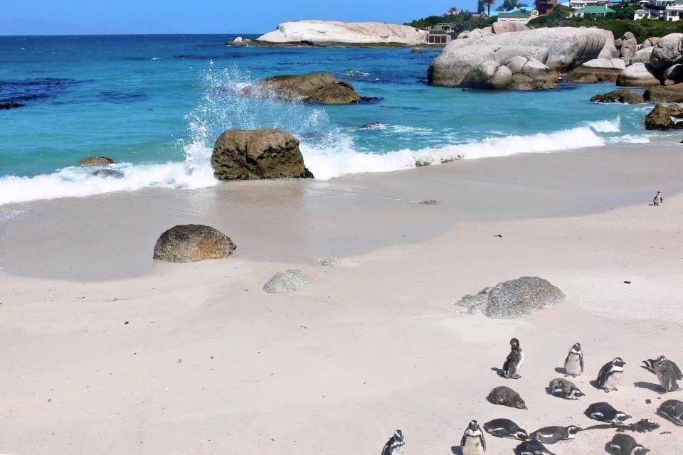 Pinguïns in Betty's Bay, Zuid-Afrika