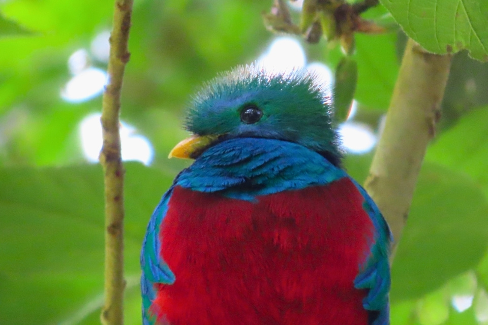 De quetzal-vogel Boquete, Panama | Foto: reisexpert Tom 