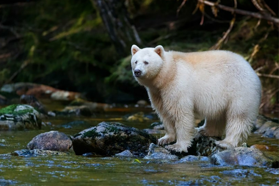 Kermode beer, Canada