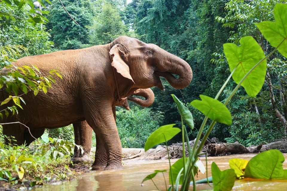 Elephant Valley Project bij Mondulkiri Cambodja