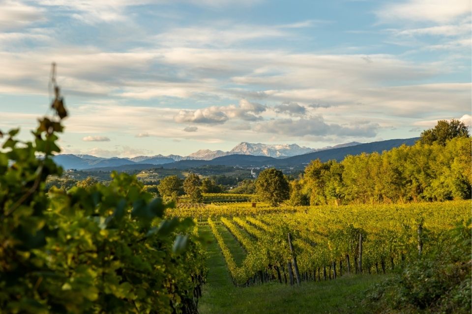 Wijngaarden in Friuli Italië