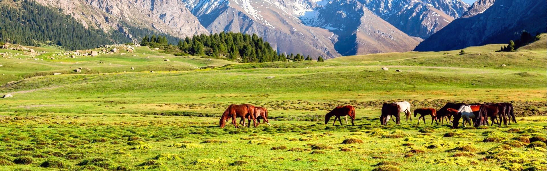Paarden in Kirgizië