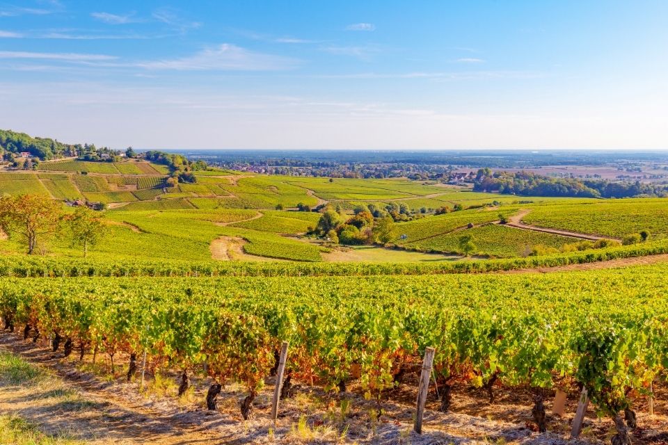 Wijngaarden in de Bourgogne, Frankrijk