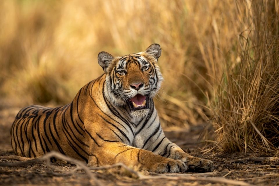 Ranthambore National Park India